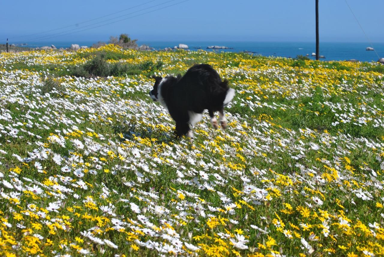 Stay At Bokkoms In Paternoster Self Catering Accommodation 外观 照片